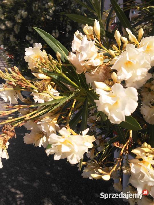 Szczepki oleander powinny zakwitnąć w 2021 roku Wadowice