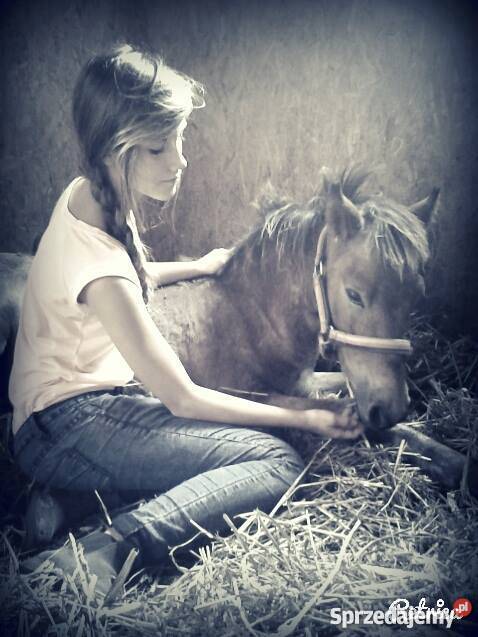 KUC Walijski KOŃ odsadek śliczny tarant kujawsko-pomorskie