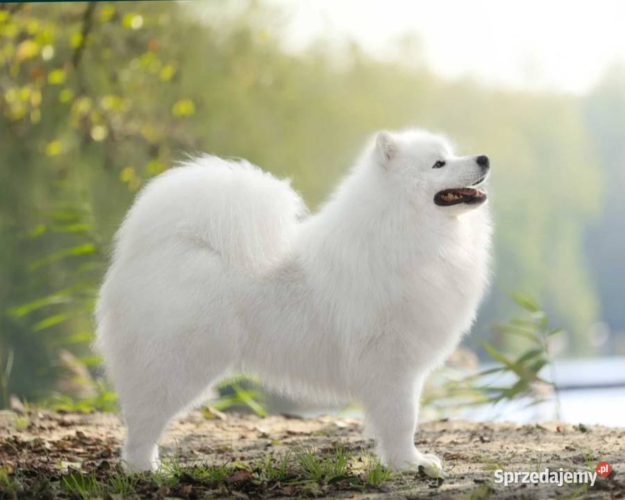 Samoyed szczeniaki FCI Odbiór Mikołaj Święta Kęty