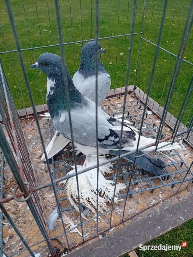 Garłacze pomorskie białe I ńiebieskie Ptaki sprzedam