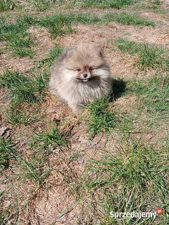 Szpic miniaturowy pomeranian Zakrzewo
