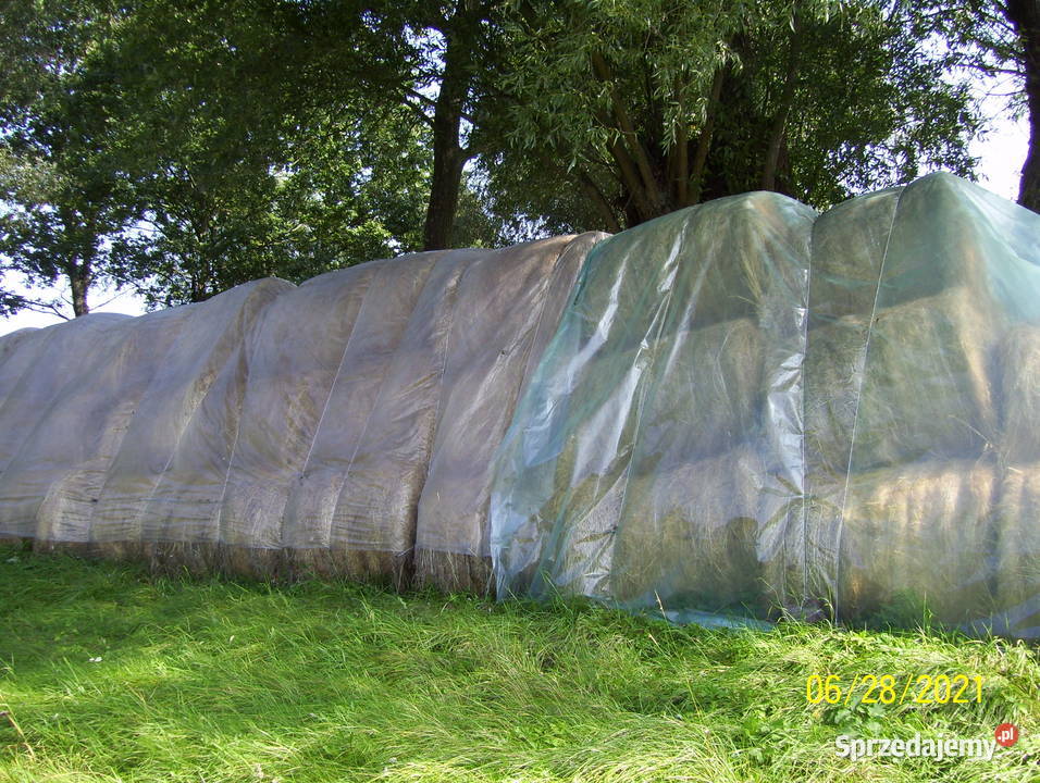 siano suche koni możliwy transport Chocianów