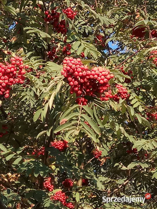 Jarzębina czerwona jarząb pospolity owoce 1 Pstrążna