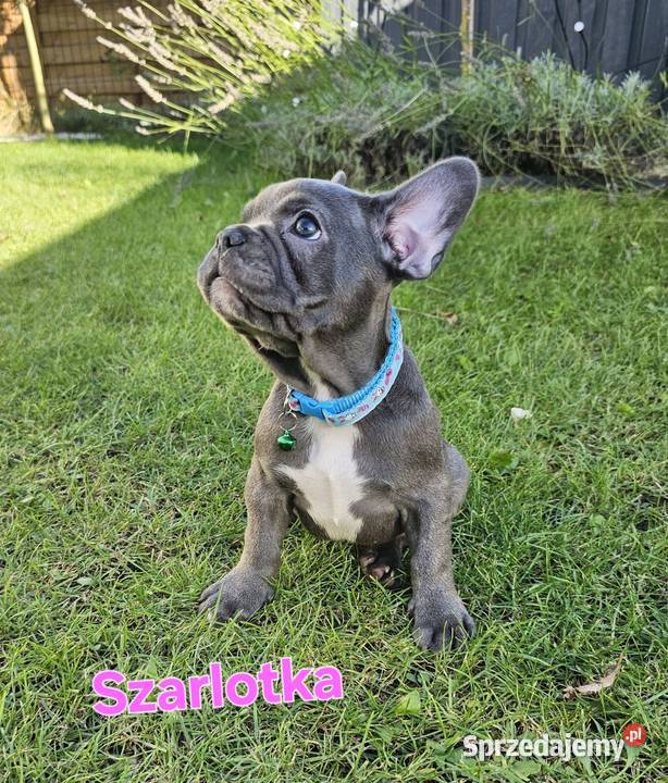 Buldozki francuskie blue blekitne Zbrudzewo