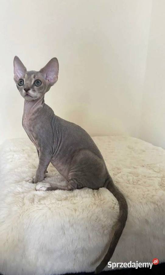 Devon Rex cudowny Kocurek bicolor liliowy