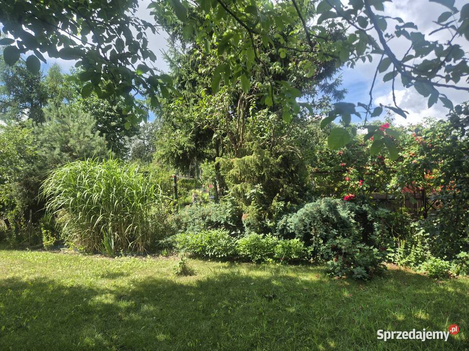 Działka ROD Morysin 300 m z domkiem Warszawa sprzedam