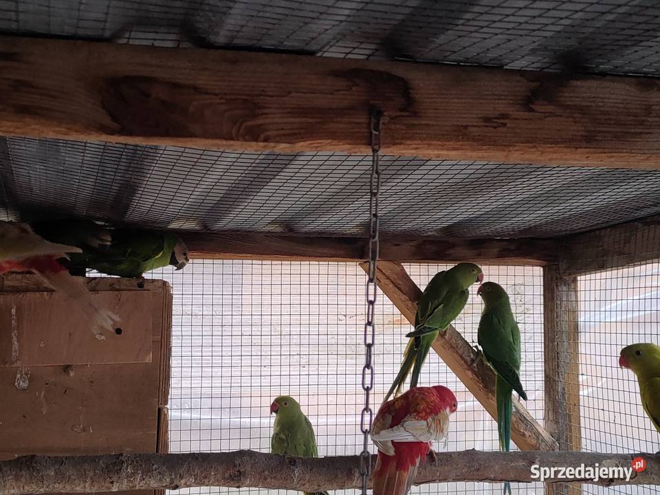 Aleksandretty obrozne i inne papugi Bełchatów