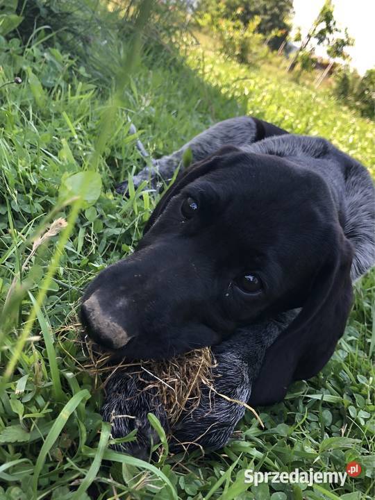 Szczeniaki wyżeł niemiecki krótkowłosy