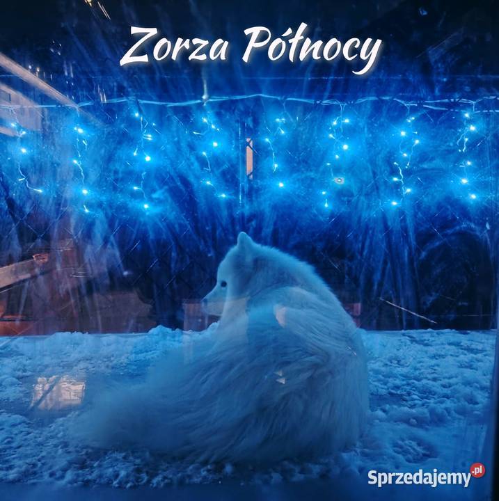 Samojed Samoyed suczka Pozostałe Nowa Wieś