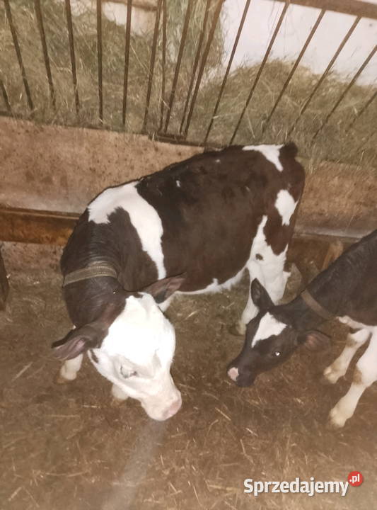 Jałoweczki do dalszego chowu świętokrzyskie Mzurowa