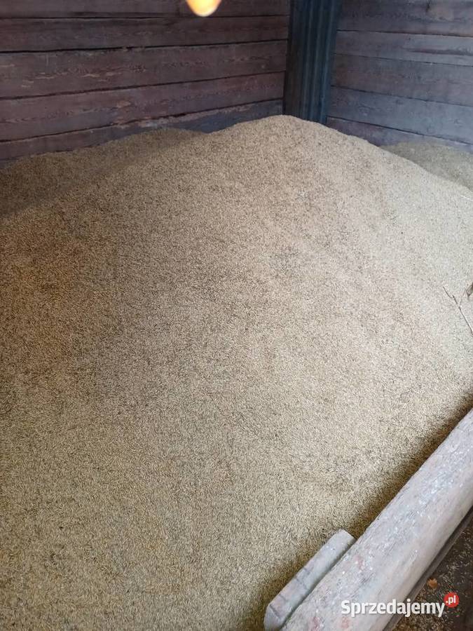 Pszenżyto jare 9 ton Owies około 4 tony