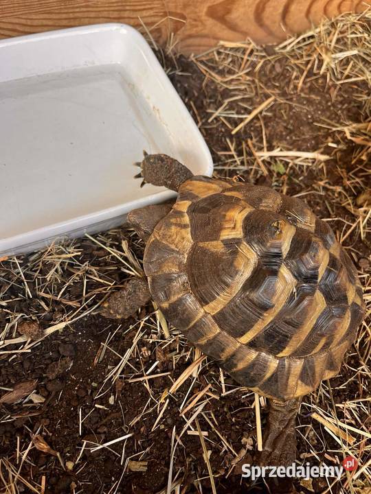 sprzedam żółwia lądowego greckiego 6 letni Zwierzęta Wrocław