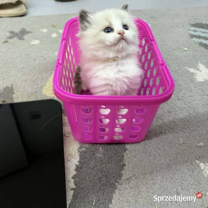 Kocięta Ragdoll z hodowli FiFeFLP Aleksandrów Łódzki
