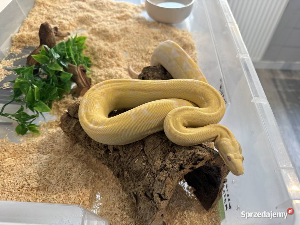 Boa Imperator Motley Albino kujawsko-pomorskie Bydgoszcz