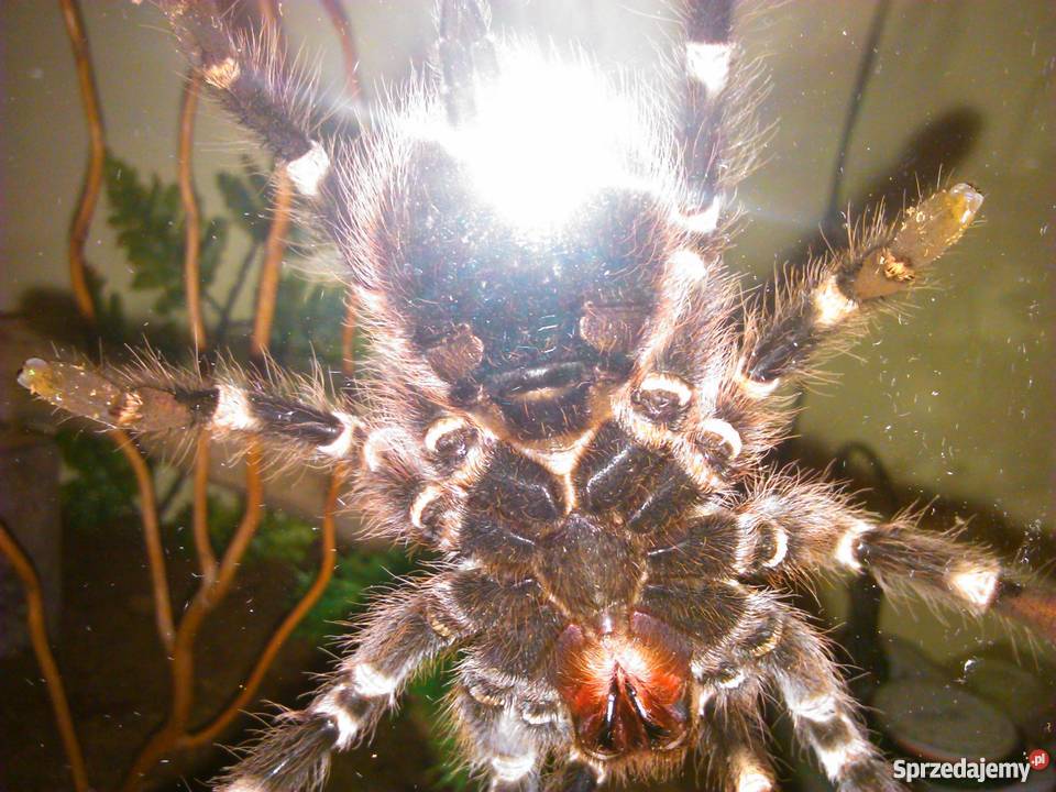 Ptasznik AGeniculata samica 100zl terrarium 190z śląskie Tychy