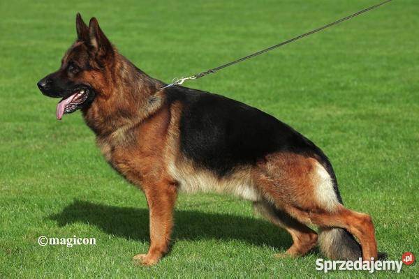 OWCZAREK NIEMIECKI SZCZENIĘTA Z RODOWODEM FCI Kępno sprzedam