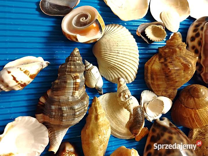 duży zestaw muszli Bukowno