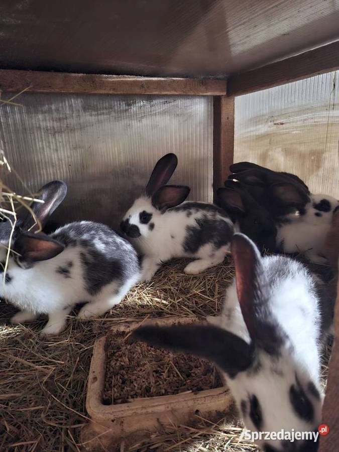 Sprzedam króliki mieszance srokacz z belgiem Gryzonie pomorskie