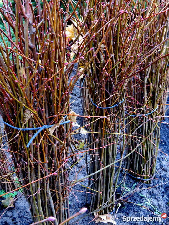 Lipa drobnolistna tilia cordata Sadzonki lipy z Wisznice