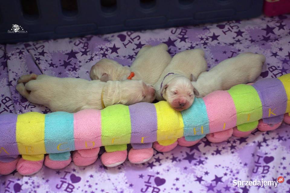 Sprzedam szczenięta golden retriever ZkwPFCI sprzedam