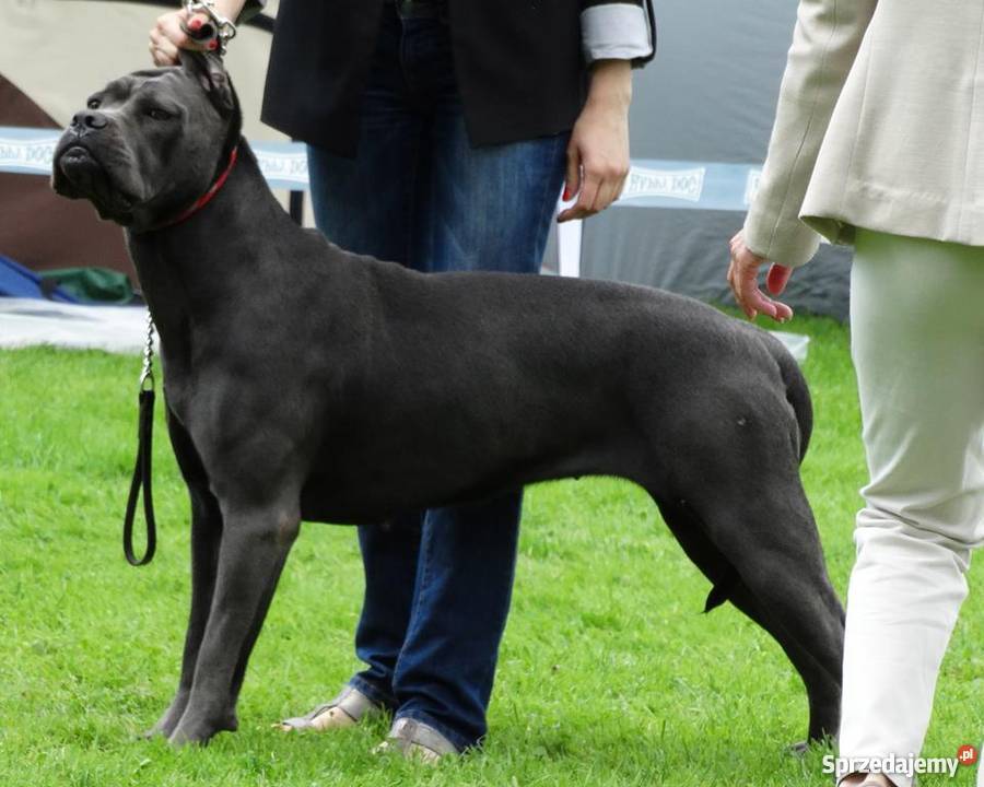 Błękitne pieski Cane Corso Hodowla RISU DIABOLUS Krosno