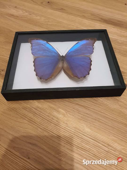 Kolekcja motyli w gablocie na sprzedaż Jelenia Góra