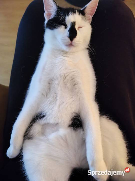 Młody kocurek do adopcji Koty Gorzów Wielkopolski sprzedam