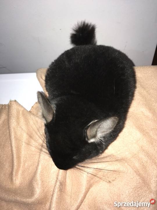 Sprzedam szynszyle czarna perła opolskie Opole