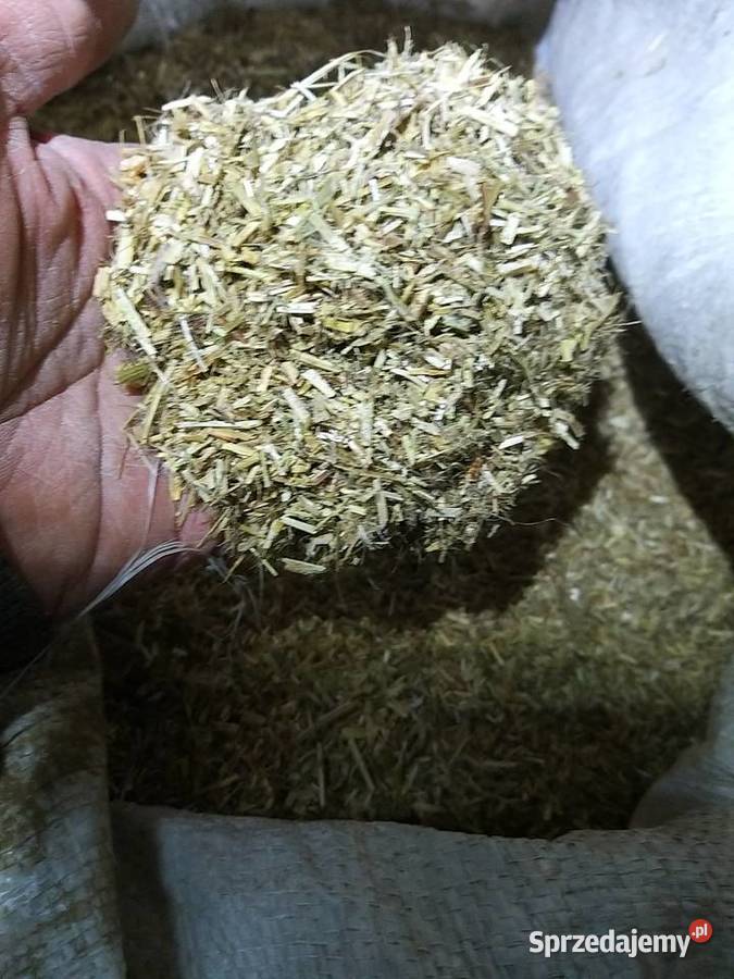 Owies śląskie Koziegłowy