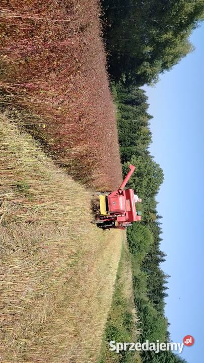 Massey Ferguson 30 Dębowiec