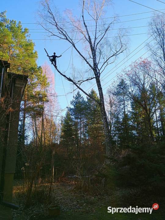 Wycinka drzew trudnych metodą arborystyczną