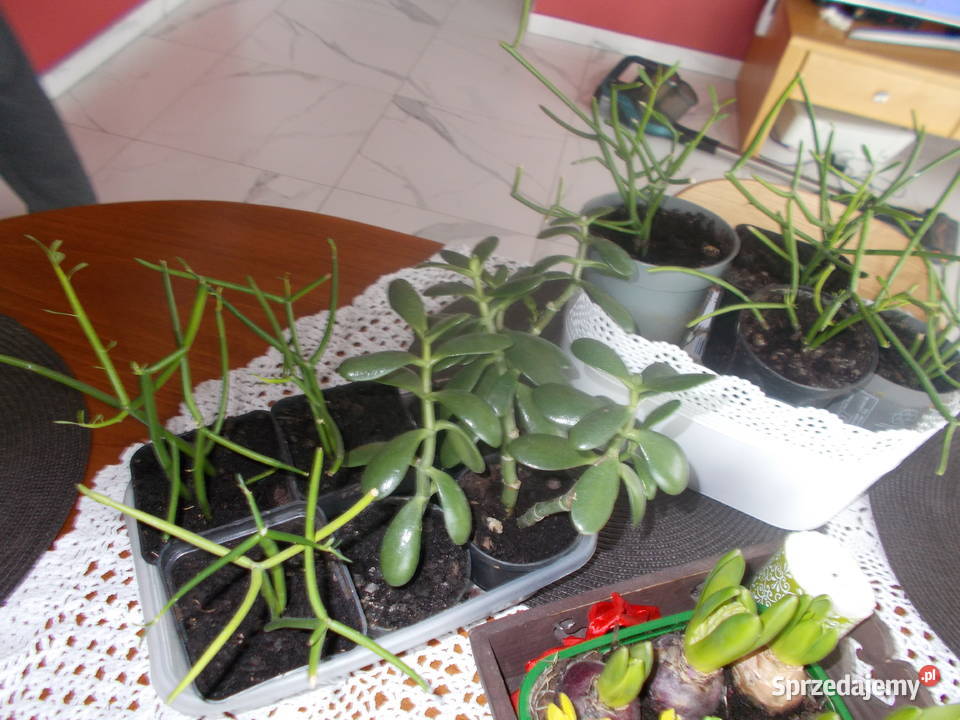 Patyczak Euphorbia Tirucallidrzewko szczęscia Ogród Tomaszów Mazowiecki