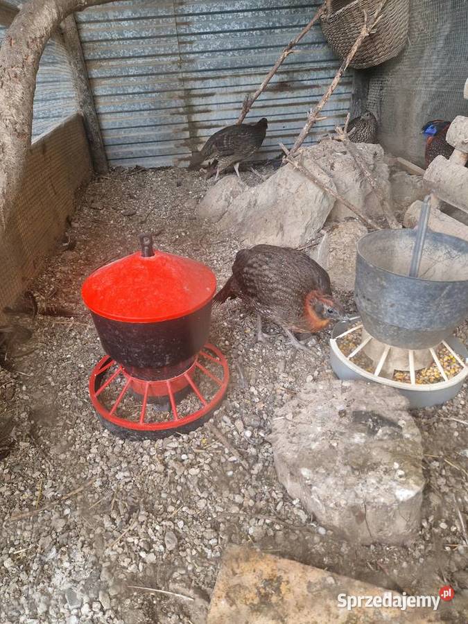 sprzedam młode samce tragopana Ptaki Jaworzno