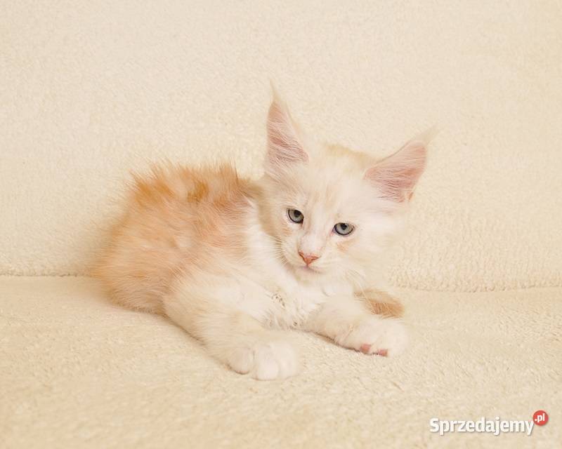 Przepiękny kocurek Maine Coon LEGALNA HODOWLA Białystok