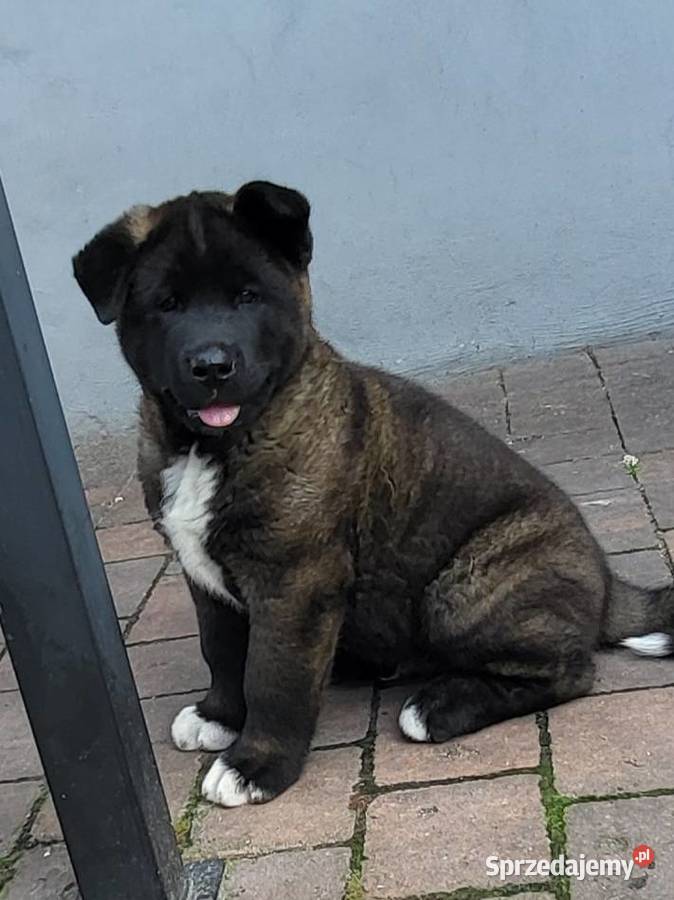 Akita Amerykańska szczeniaki ostatnie 2 pieski