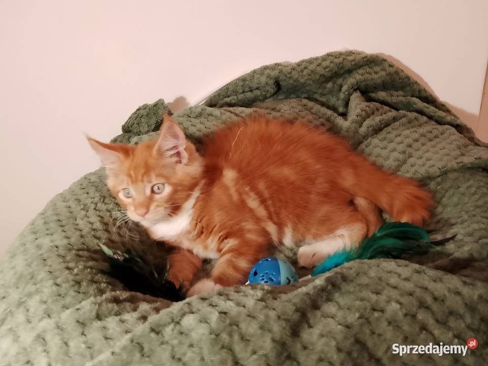 Kocurek Maine Coon Rodowód FPL Bytom Odrzański