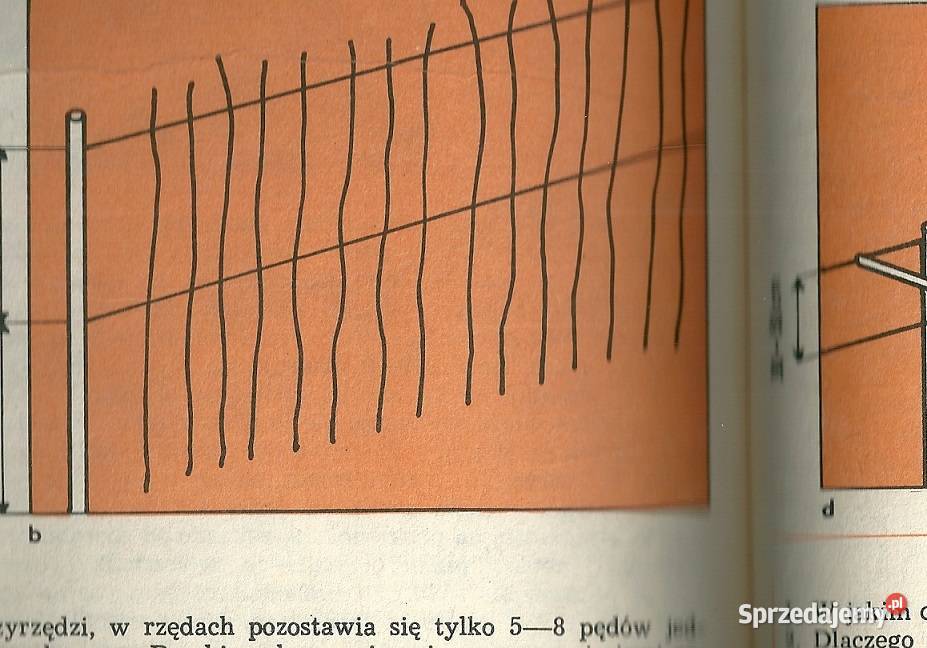 Sadownictwo i szkółkarstwo sad ogród szczepienie łódzkie