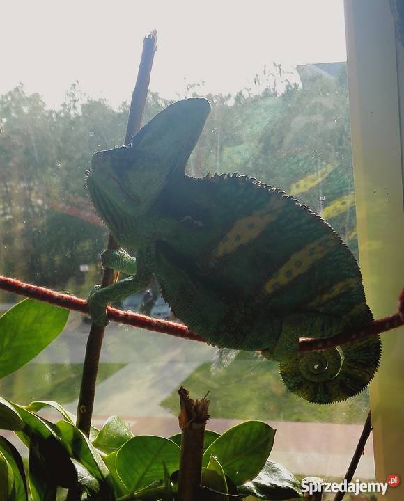 Sprzedam KAMELEON Jemeński kameleon terrarium Kędzierzyn-Koźle