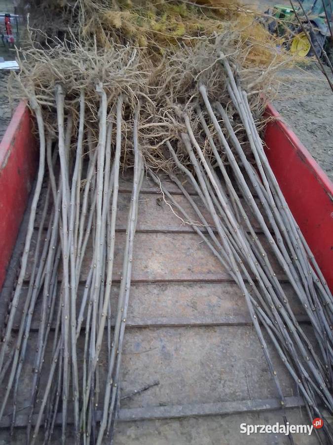 Sadzonka i podkladka morwa katalpy klon modrzew sprzedam