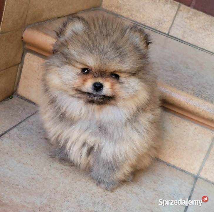 Szpic miniaturowy pomeraniansuczka ZKwP FCI Toszek