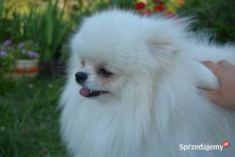 SZPIC MINIATUROWY POMERANIAN BIAŁA SUNIA Drogusza