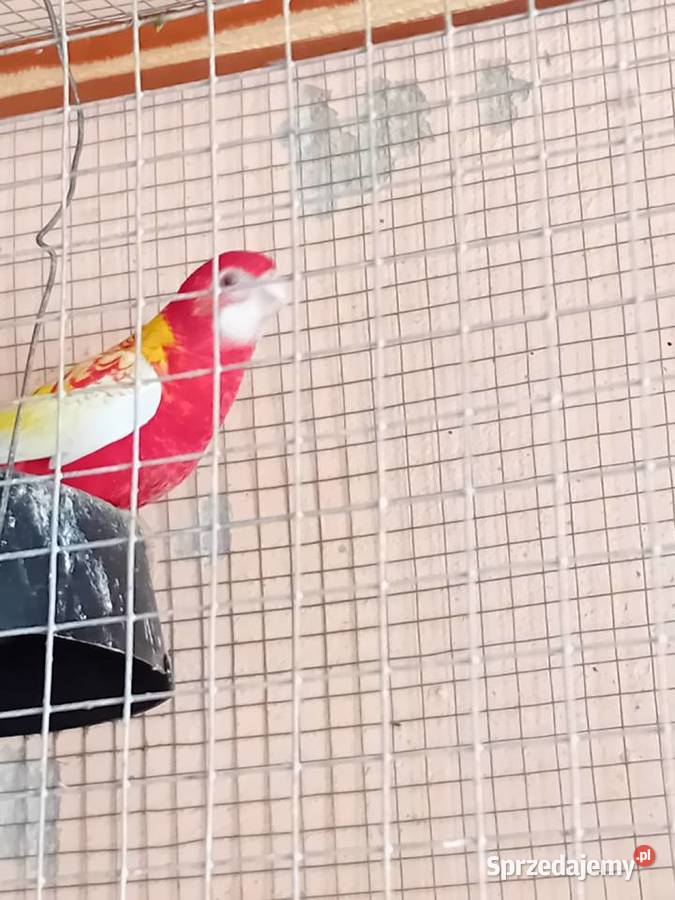 Papugi rozele rubino sprzedam