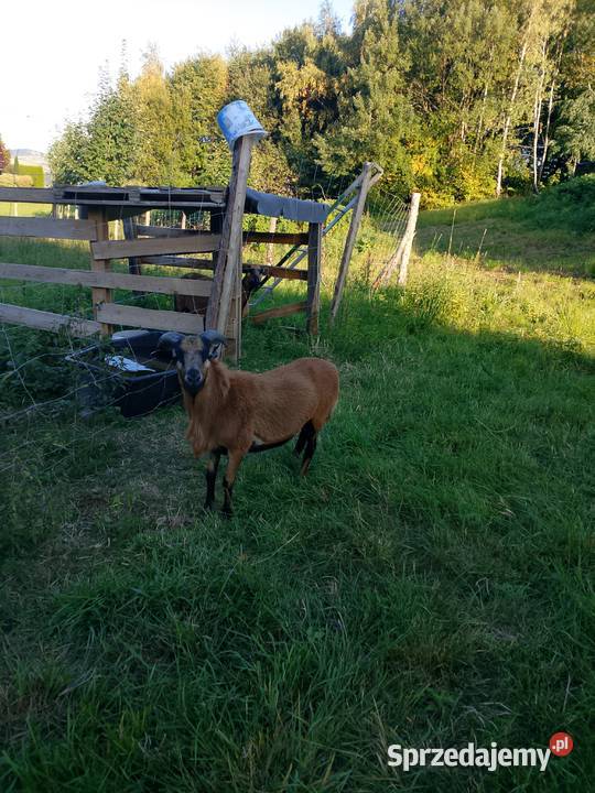 Baran kameruński 11miesiecy Przyszowa