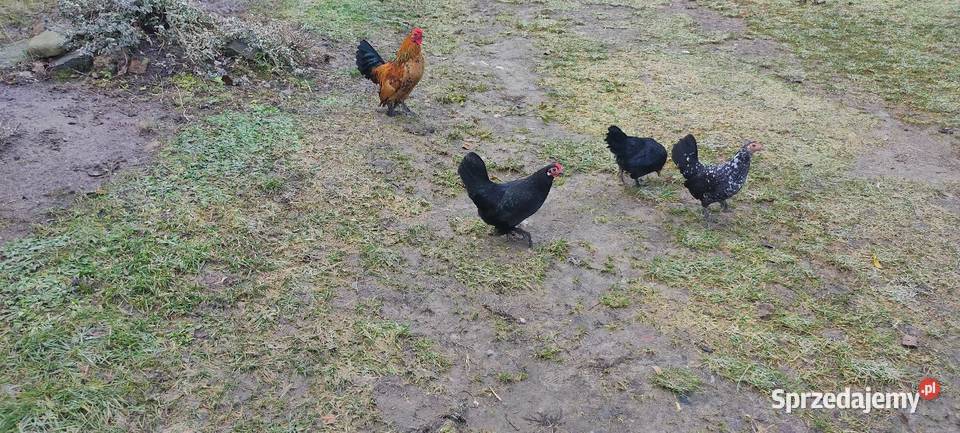 Kury karzełki liliputki Tokarówka