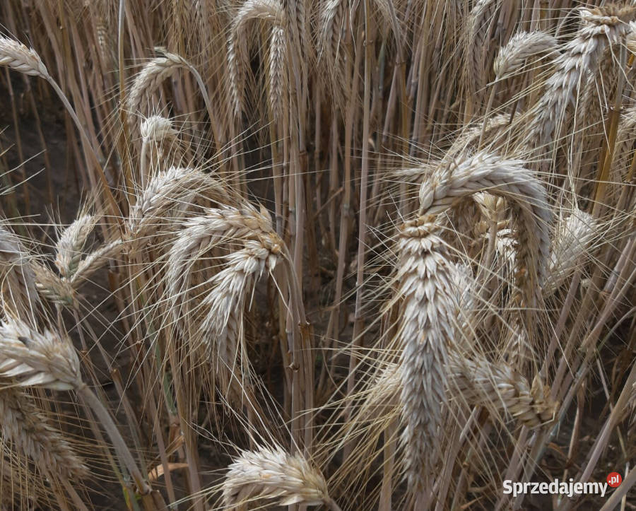 Pszenżyto ozime Panaso Tributo materiał siewny wielkopolskie Gostyń