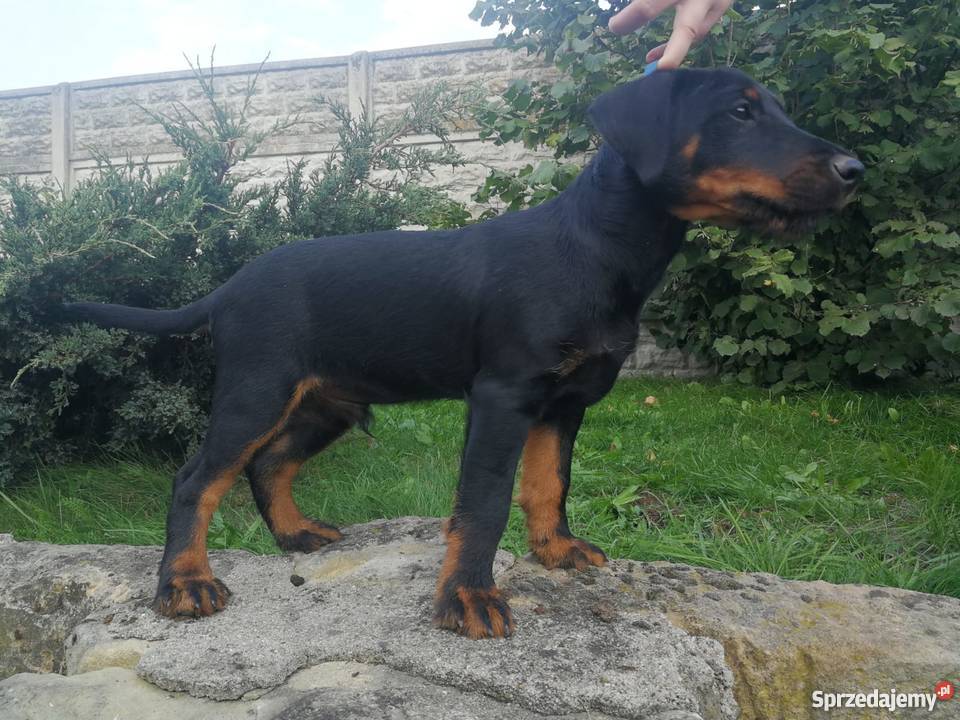 Niemiecki Terier Myśliwski Jagdterrier FCI dolnośląskie Bolesławiec