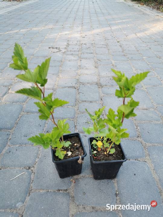 Pęcherznica kalinolistna sadzonki 15 l 05l sprzedam