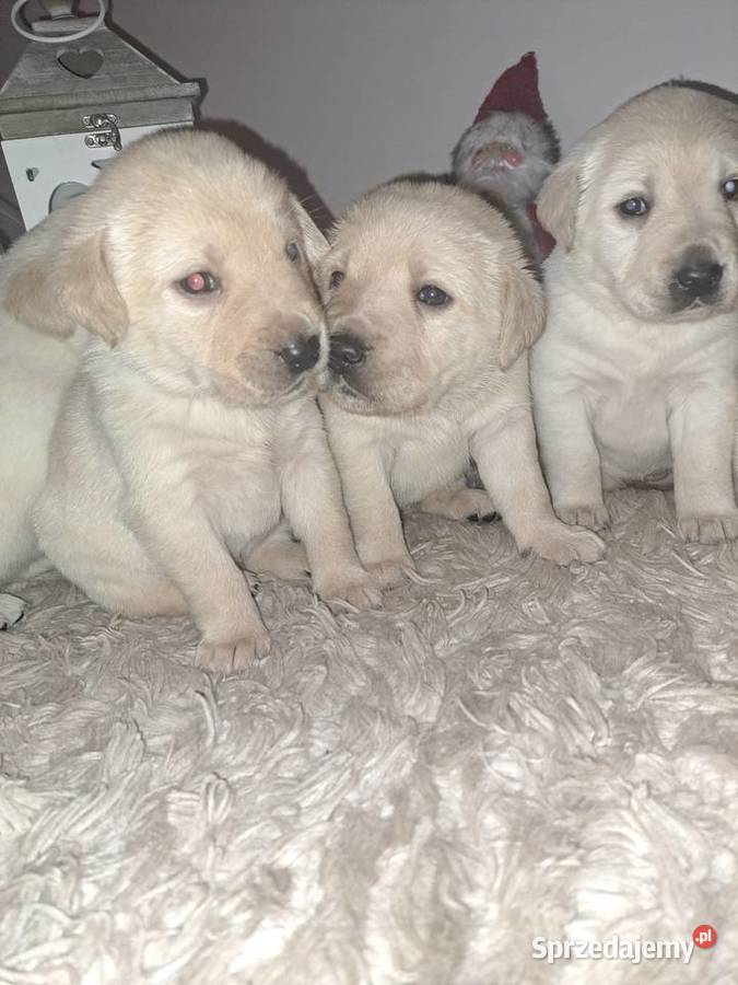 Labrador Retriever szczeniaki Tarnów