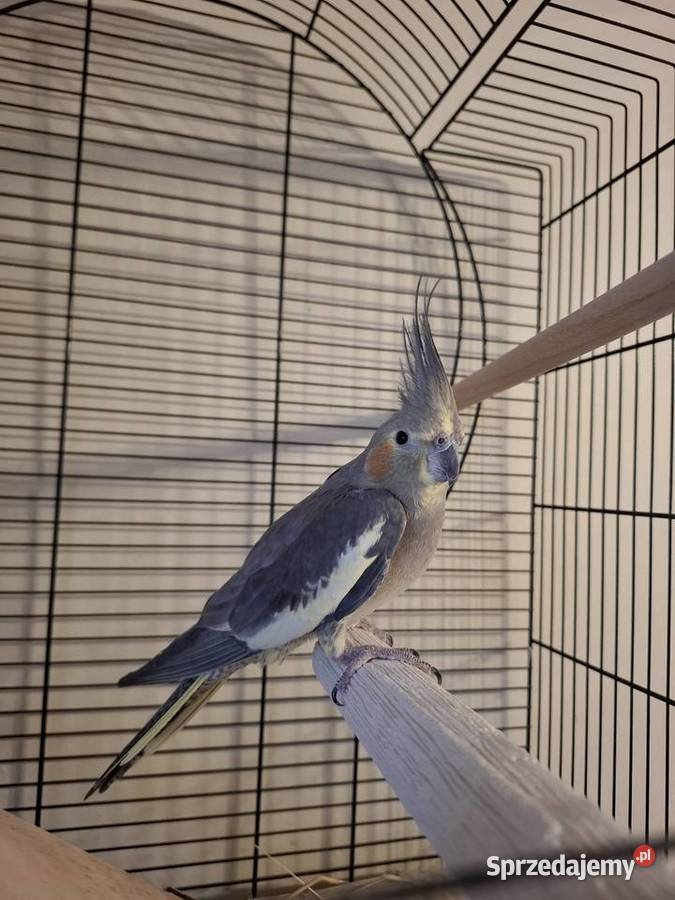 Sprzedam papugę nimfę Nowy Sącz sprzedam