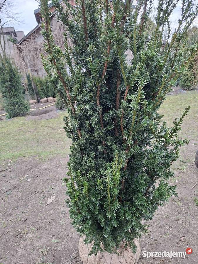 Mega Wysoki Żywopłot Cis Hicksii Mszczonów